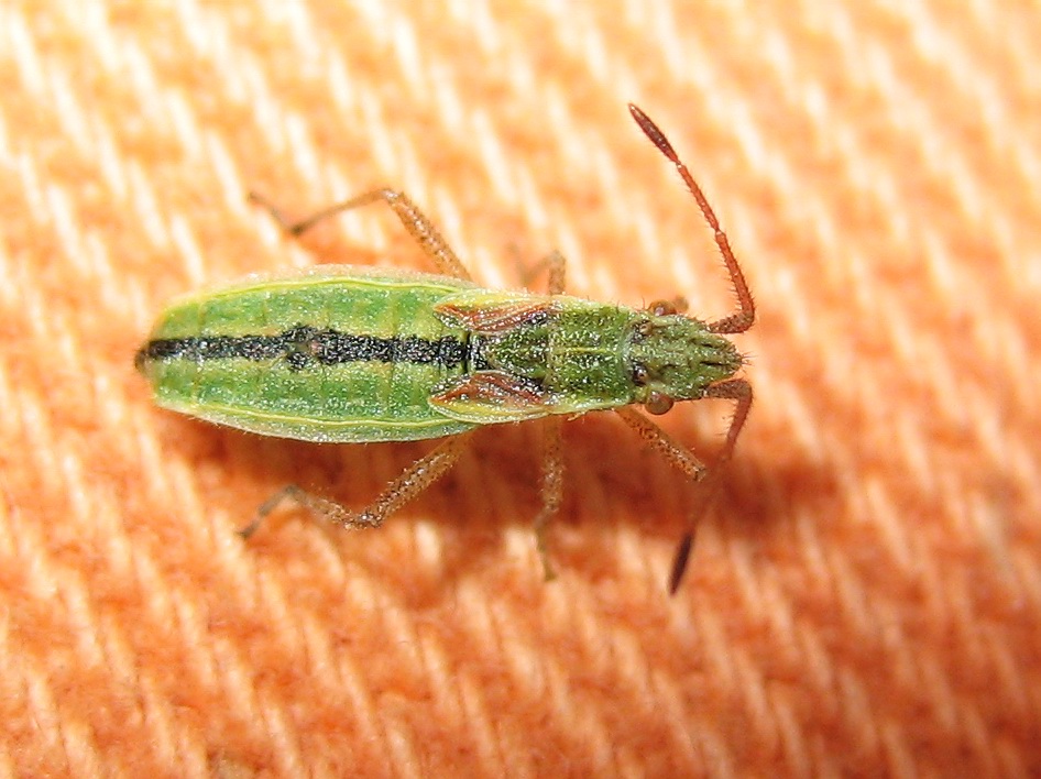 Myrmus miriformis (Rhopalidae)